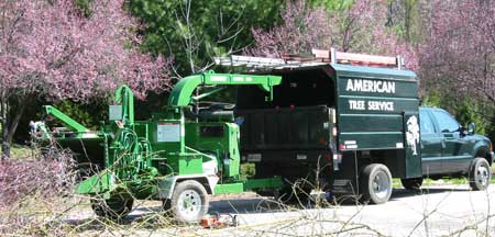 Our Pikesville Tree Care Services