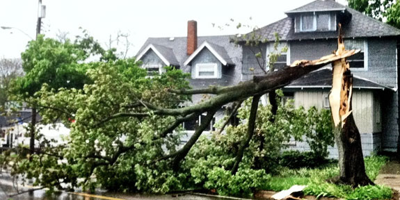 Storm, Wind, and Ice Damaged Tree